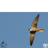 گونه لیل Eurasian Hobby